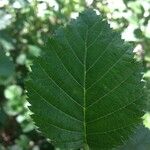 Alnus viridis পাতা