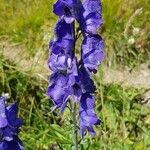 Aconitum napellus 花