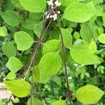 Syringa pubescens Fuelha