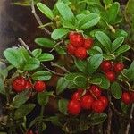 Vaccinium vitis-idaea 果實