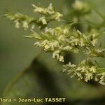 Agrostis stolonifera (Autre)