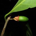 Ocotea dendrodaphne Hoja
