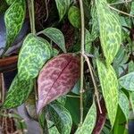 Aeschynanthus longicaulis Leaf