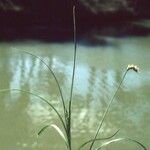 Carex vulpina Hábito