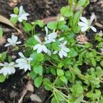 Lobelia angulata Blüte