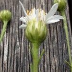 Symphyotrichum pilosum 花