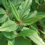 Koenigia polystachya পাতা