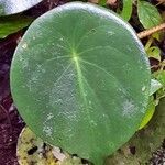 Peperomia peltilimba Hoja