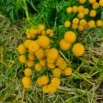 Tanacetum vulgareFlower