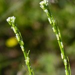 Arabis planisiliqua Arall