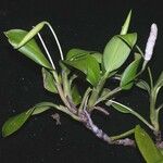 Stenospermation marantifolium Inny