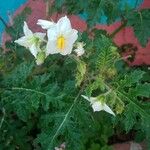 Solanum sisymbriifolium Kvet