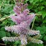 Astilbe rubra 花