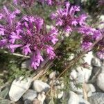 Thymus longiflorus Flower