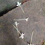 Millingtonia hortensis Flor