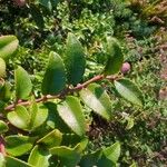 Vaccinium ovatum Leaf