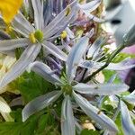 Camassia cusickii Flower