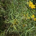 Coreopsis verticillata Folha