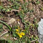 Hippocrepis comosa Alkat (teljes növény)