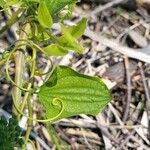 Smilax herbacea ഇല