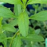Salvia × jamensis Leaf
