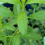 Salvia × jamensis Лист