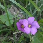 Oxalis hispidula Кветка