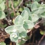 Plecostachys serpyllifolia Leaf