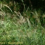 Calamagrostis varia आदत