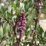 Pedicularis groenlandica Συνήθη χαρακτηριστικά