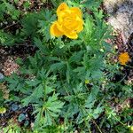 Trollius chinensis आदत