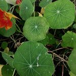 Tropaeolum majus 葉