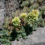 Sedum oregonense Pokrój