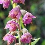 Epipactis atrorubensBlodyn