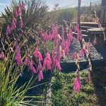 Dierama pulcherrimum Flower