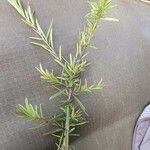 Maerua endlichii Leaf
