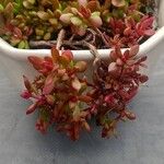 Crassula pubescens Лист