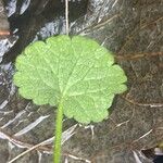 Glechoma hederacea Blad