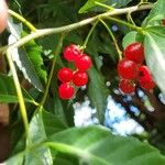 Allophylus edulis Fruit