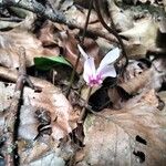 Cyclamen hederifolium花