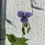 Tinantia erecta Blüte