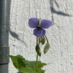 Tinantia erecta Flower