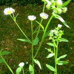 Erigeron annuus Flower