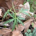 Cardamine concatenata Leaf