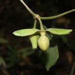 Mendoncia brenesii Frugt