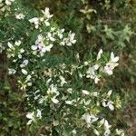 Lespedeza virginica Blüte
