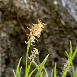 Carex sempervirens Fula