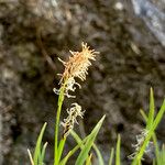 Carex sempervirens Λουλούδι