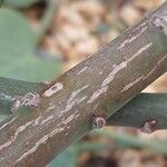 Senecio decaryi Corteza
