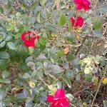 Rosa chinensisঅভ্যাস